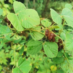 Rhynchosia volubilis