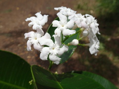 Melodinus balansae