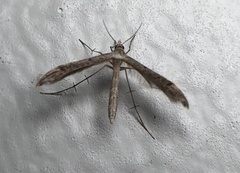 Pterophoroidea