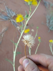 Helianthus anomalus