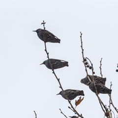 Sturnus vulgaris