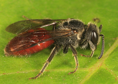 Sphecodes davisii