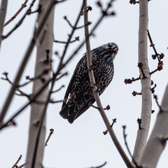 Sturnus vulgaris