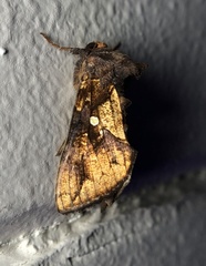 Argyrogramma verruca