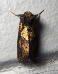 Argyrogramma verruca