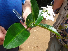 Melodinus balansae