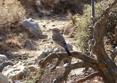 Oenanthe melanoleuca