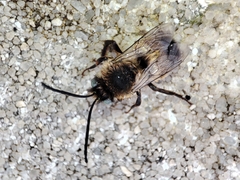 Eucera