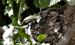 Phoenicolacerta laevis