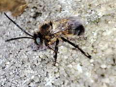 Eucera
