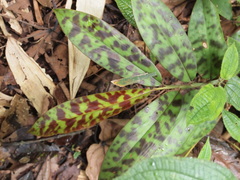 Etlingera brevilabrum