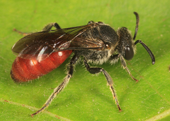 Sphecodes davisii