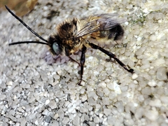 Eucera