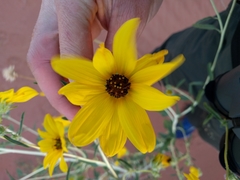 Helianthus anomalus