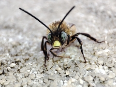 Eucera