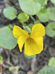 Viola reichei