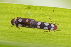 Tettisama quinquemaculata