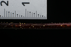 Lachnum pteridophyllum