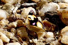 Junonia hierta cebrene