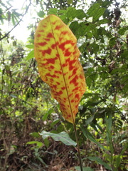Etlingera brevilabrum