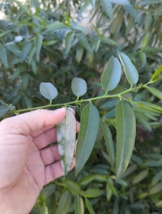 Vallesia glabra