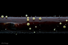 Lachnum pteridophyllum