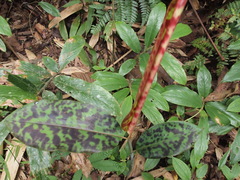 Etlingera brevilabrum