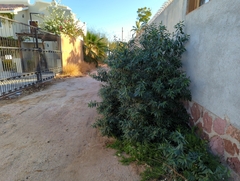 Vallesia glabra