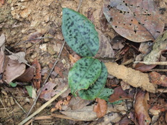 Etlingera brevilabrum