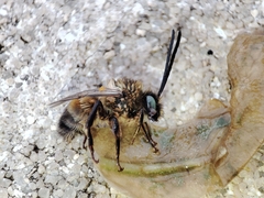Eucera