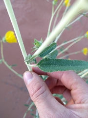 Helianthus anomalus