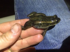 Lithobates virgatipes
