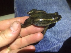 Lithobates virgatipes
