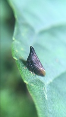 Membracinae