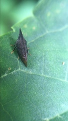 Membracinae