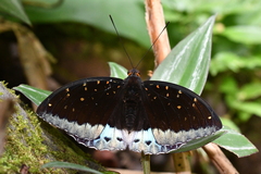 Lexias dirtea