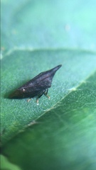 Membracinae