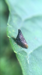 Membracinae