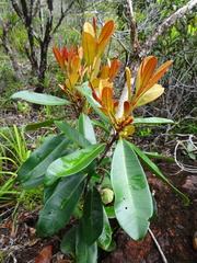Metrosideros laurifolia