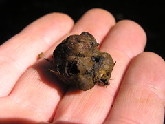 Melanogaster tuberiformis