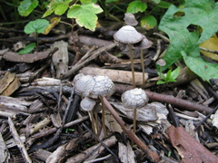 Psathyrella microrhiza