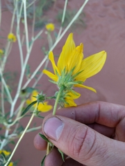 Helianthus anomalus