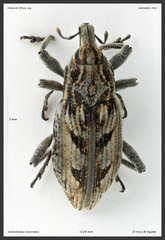 Coniocleonus excoriatus