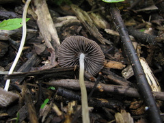 Psathyrella microrhiza
