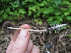 Psathyrella microrhiza