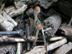 Psathyrella microrhiza