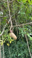 Kigelia africana