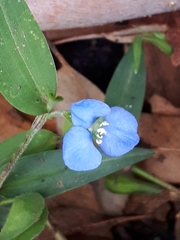 Commelina tuberosa