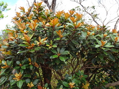 Metrosideros laurifolia