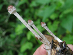 Psathyrella microrhiza